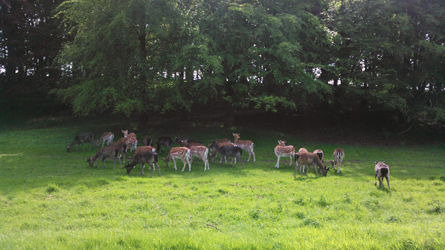 Phoenix Park