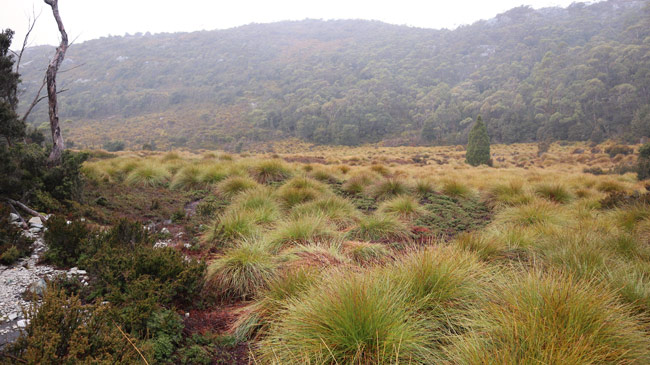 Cradle Mountain 