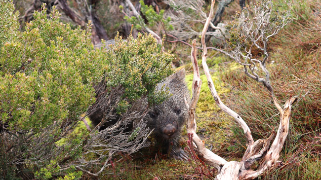 Cradle Mountain 